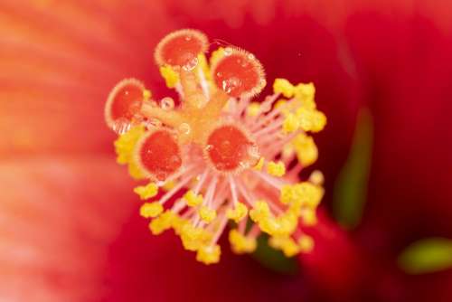 Flower Hibiscus Stamen Plant Macro