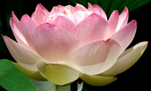 Flower Waterlily Nature Plant Pink Flora Blossom