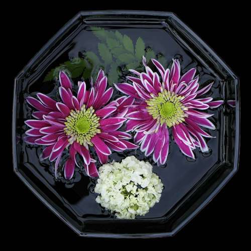 Flower Bowl Asters Flowers Violet Lilac White