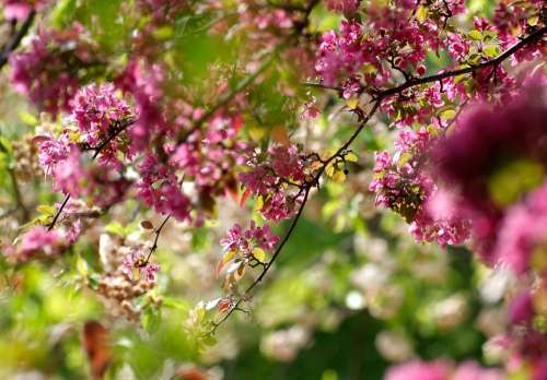 Flowers Tree Cherry Tree Spring Cherry Blossom