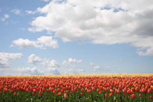 Flowers Tulip Field Bloom Spring Garden Blossom