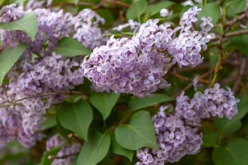 Flowers Lilac Bloom Spring Garden Flora Aromatic