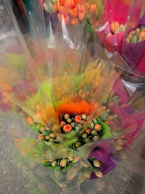 Flowers Tulips Spring Bouquet Color Happy