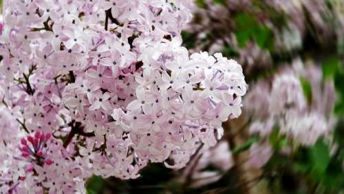 Flowers White Pink Spring Spring Flowers Wood