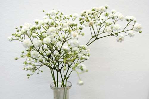 Flowers Trockenblume White Fragrance Romantic