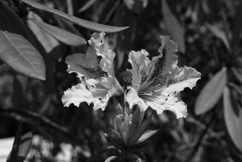 Flowers Rhododendron Nature Black And White Spring