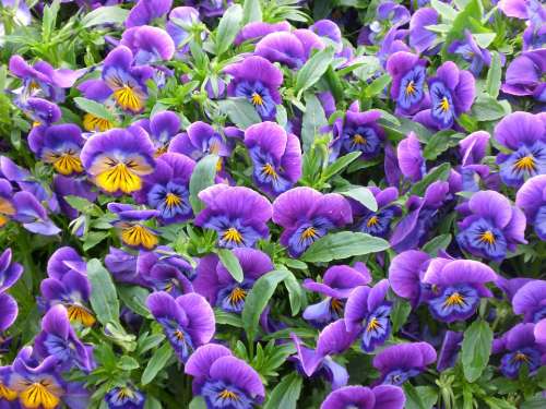 Flowers Pansies Plant Summer Flower Bed Handsomely