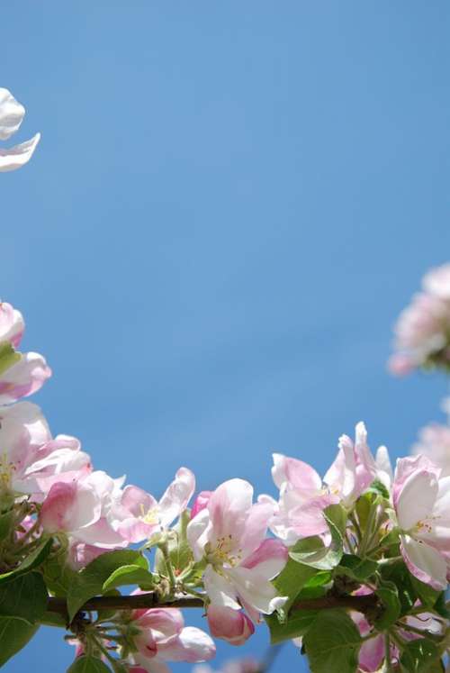 Flowers Apple Blossom Pink Spring Flowering