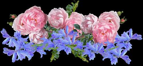 Flowers Roses Bluebells Arrangement Garden Nature