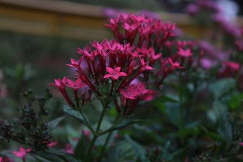 Flowers Pink Nature Bloom Plant Floral Indonesia