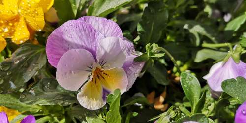 Flowers Plant Nature Pansy
