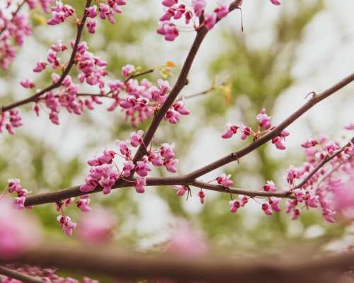 Flowers Tree Bloom Branch Blossom Spring Pink