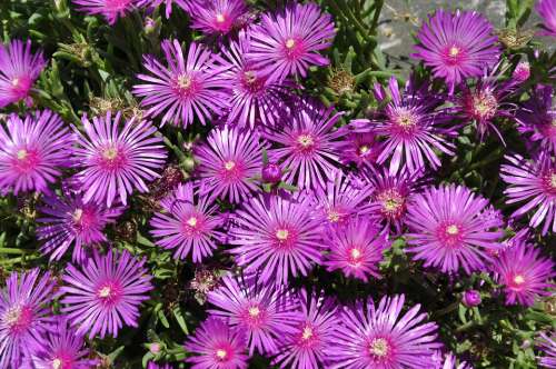 Flowers Purple Star Nature Garden Botany