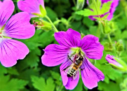Flowers Cranesbill Plant Shrub Honey Bee Insect