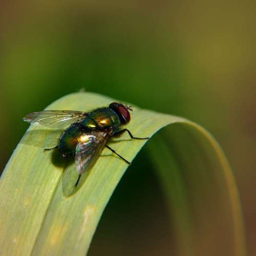 Fly Grass Nature Animal Green Insect Plant