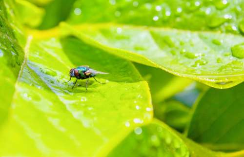 Fly Outside Leaf Green Water Droplets Bright