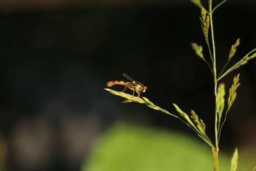 Fly Hoverfly Blade Of Grass Grass Nature Macro