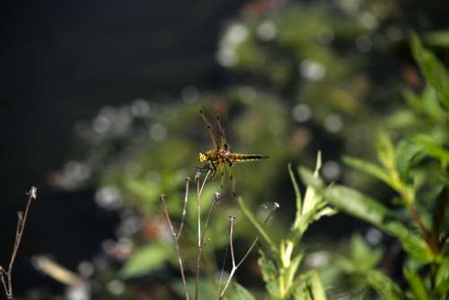 Flying Insect Brown Dragonfly Sitting Still Nature
