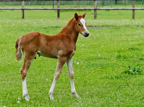 Foal Young Horse Blaze Brown Meadow Grass
