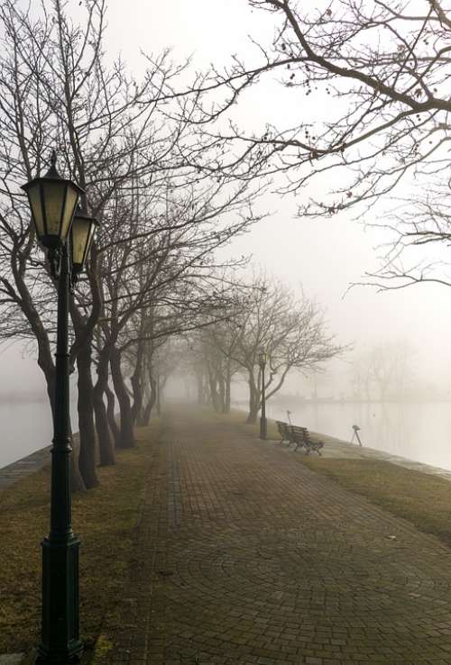 Fog Foggy Path Nature Landscape Trees Mist Light