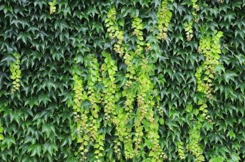 Foliage Structure Wild Grapes Wall Background