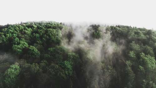 Forest Trees Fog Landscape Nature Fantasy Leaves