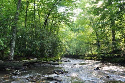 Forest River Nature Landscape Water Trees Wood