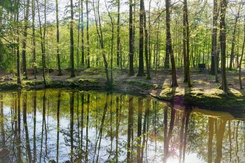 Forest Pond Water Trees Park Rest Reflections