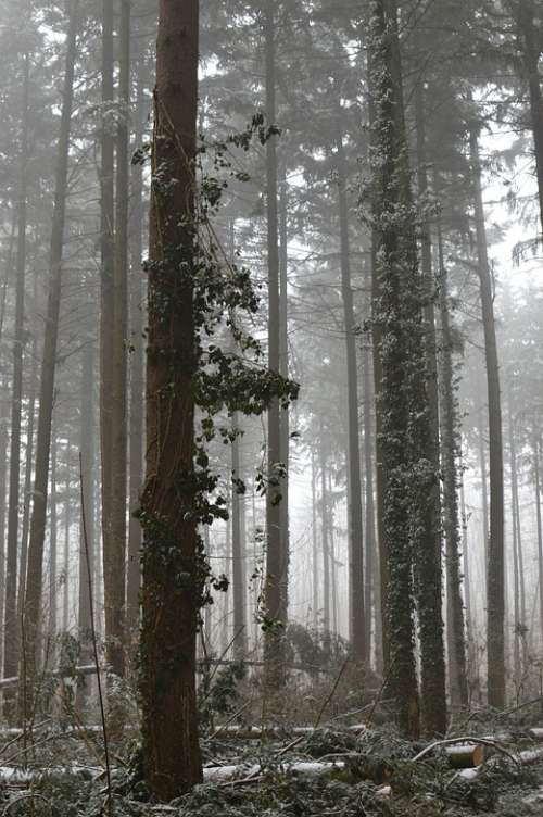 Forest Winter Fog Nature Snow Trees Frost