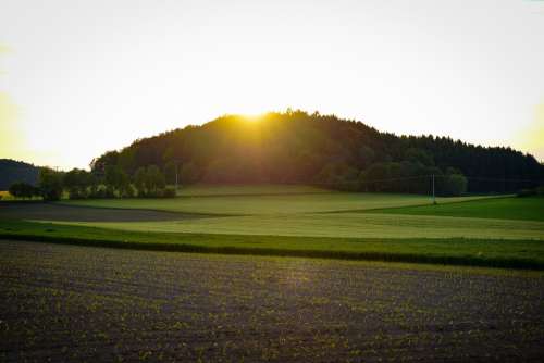 Forest Meadow Fields Field Of Rapeseeds Sunset