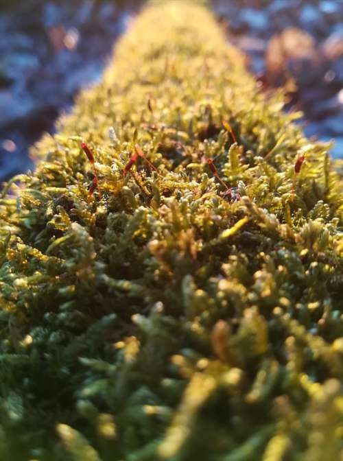 Forest Moss Moss Covered Micro Close Up View