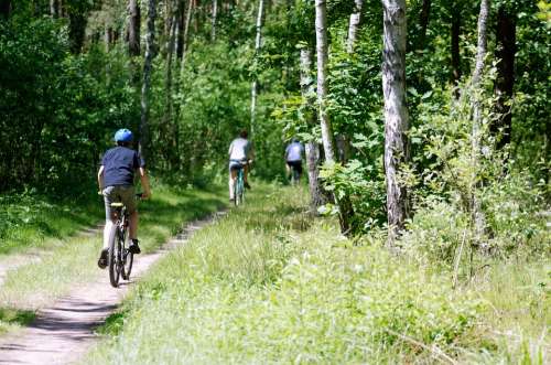 Forest Vegetation Green Landscape Trees Cyclists