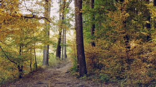 Forest Road Autumn Forest Autumn In The Forest