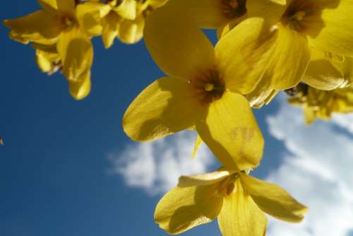 Forsythia Sky Spring Nature Easter Yellow Flower