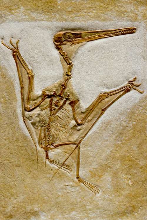 Fossil Petrifaction Bird Skeleton Dinosaur Skull