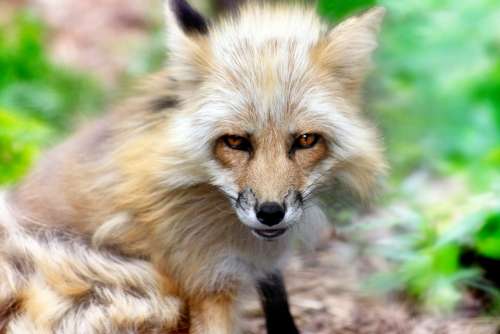 Fox Animal Mammal Wildlife Nature Canine