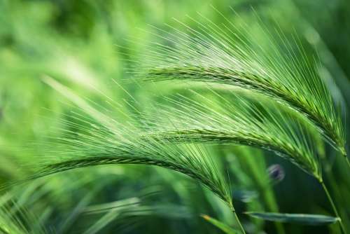 Foxtail Barley Plant Grass Vegetation Spring Field