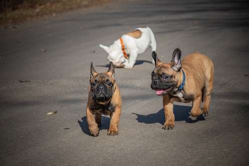 French Bulldog Funny Puppies Ears White Pets