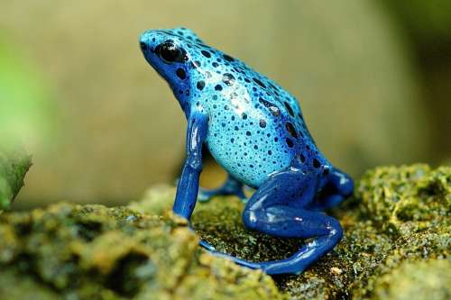 Frog Exotic Close Up Terrarium Nature Blue Zoo