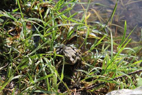 Frog Nature Animals