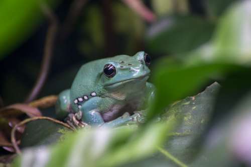 Frog Tropical Exotic Green Jungle Terrarium