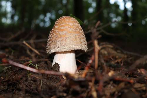 Fungus Forest Nature Mushrooms Spotted