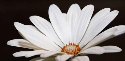 Gazanie White Blossom Bloom Flower Plant Nature