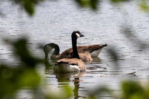 Geese Canada Geese Nature Animals Goose Waterfowl