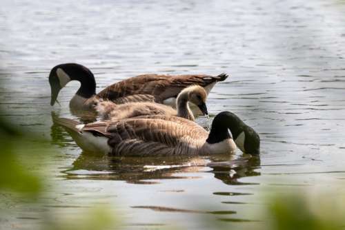 Geese Canada Geese Nature Animals Goose Waterfowl