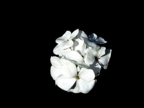 Geranium Flower White Moonlight Flower Bloom