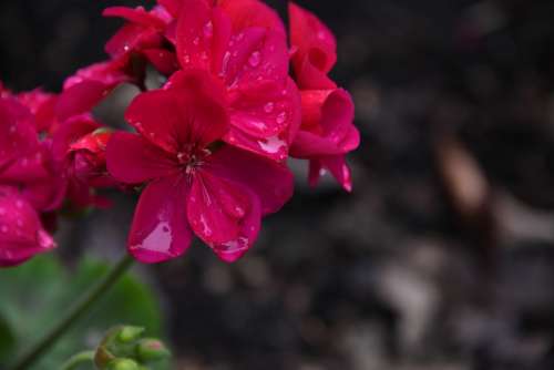 Geranium Flower Pink Rain Garden