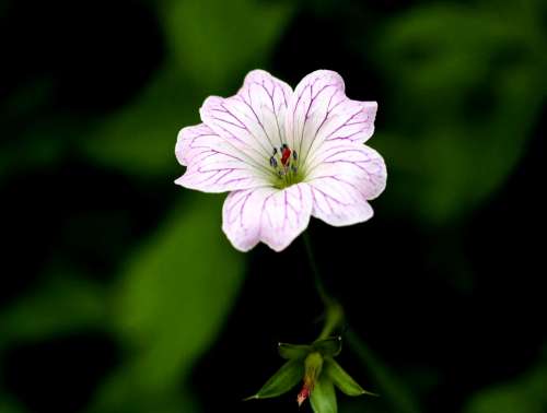 Geranium Versicolor Pelagonia Garden Flower Petals