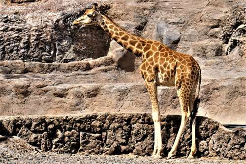 Giraffe Animal Africa Zoo Safari Animal World