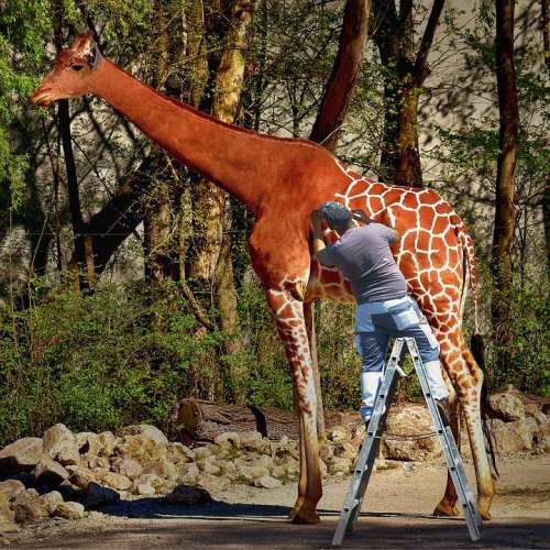 Giraffe Photomontage Fantasy Composing Paint